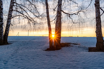 Wall Mural - Sunrise between the trunks of birch trees in the background of power lines on the background of the sky painted in a yellow-blue gradient