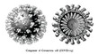 Coronavirus disease 2019 (COVID-19). Component of Coronavirus cells engraving illustration vintage style black and white clipart isolated on white background2