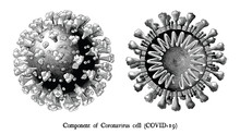Download Coronavirus Infection Clip Art Free Stock Photo - Public ...