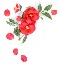 Red Flower Of Camellia Isolated On A White Background. Floral Ornament. Design Element
