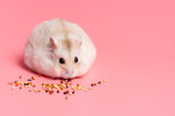 Fototapeta  - Dwarf fluffy hamster eats grain on pink background, copy space.