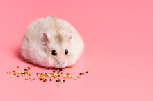 Dwarf Fluffy Hamster Eats Grain On Pink Background, Copy Space.
