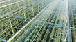 © SVTeam - Green plantations shot through the transparent ceiling. Greenhouses aerial view, epic view on industrial glasshouse.