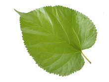 Mulberry Leaf Isolated On White Background And Are Used To Make Extracts As Ingredients In Cosmetics. Leaves Use For Make Tea Or Herbs Use For Health Care Concept And With Clipping Path.