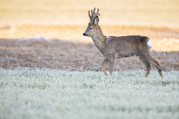 Wall Mural - Roebuck - buck (Capreolus capreolus) Roe deer - goat