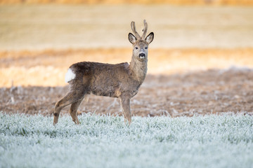 Wall Mural - Roebuck - buck (Capreolus capreolus) Roe deer - goat