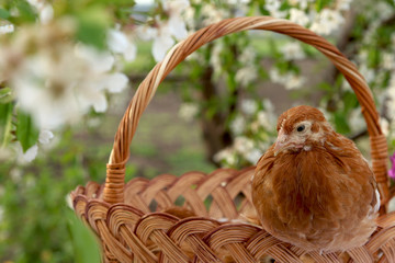 Wall Mural - Chickens sitting on a basket in the background of a blooming garden for Easter