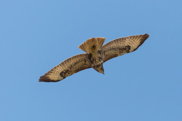 Wall Mural - flying common buzzard (buteo buteo) with spread wings