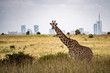 Giraffe in Nairobi