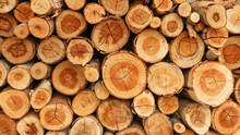 Many Eucalyptus Wood Logs