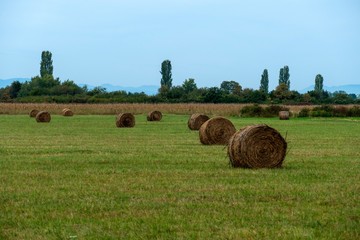 Canvas Print - rural