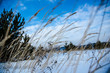 © Александр Маланькин - grass and blue sky