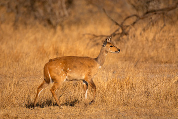 Wall Mural - Common duiker, also known as the grey or bush duiker, Sylvicapra grimmia,, Kruger National Park, South Africa