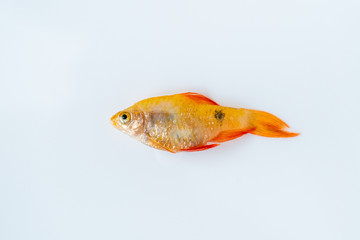 Closeup view photography of body of dead yellow aquarium fish isolated on white background.