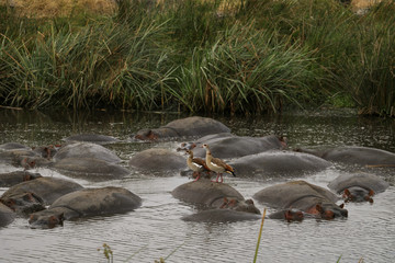 two ducks hanging with hippos