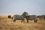 Fototapeta Konie - zebras cuddling on safari