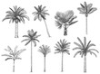 Hand drawn tropical palm trees. Vector set of hawaii beach palm tree, fern and frond outline, botany flora tropical illustration