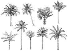 Palmeras Ilustraci n Vintage Stock De Foto Gratis Public Domain Pictures Palmeras Ilustraci n Vintage Stock De Foto Gratis Public Domain Pictures