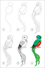 Wall Mural - how to draw step by step cute bird quetzal. educational page for kids. back to school. developing ch