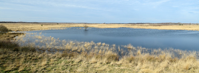 Poster - Bogland in Germany - Oppenweher Moor (Diepholzer Moorniederung)