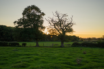 Sunset between two trees