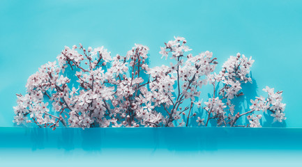 Wall Mural - White cherry blossom border on turquoise background, top view. Springtime concept