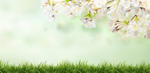 Wall Mural - white cherry tree blossom flowers blooming in a green grass meadow on a spring easter sunny day back