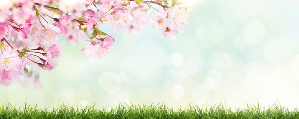 Wall Mural - pink cherry tree blossom flowers blooming above a green grass meadow on a spring easter sunny day ba
