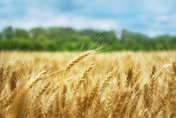 Wall Mural - Wheat field under blue sky