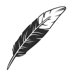 Black and white bird feather of a bird wing