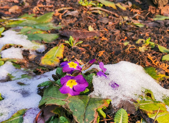 Wall Mural - Bright purple flowers in early spring on a sunny day under snow melting in the sun. Living after winter nature.