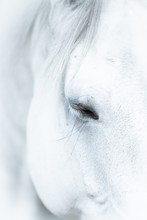 Eye Of Horse Equine Art 