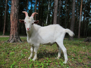 Young white goat. Portrait of one pet with white fur standing on a background of green grass background. Closeup face and head of a cute pet posing. Outdoor farming image. 