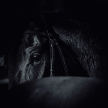 Black Horse   Equine