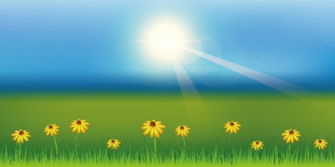 Wall Mural - sunny spring background with daisy flower on green meadow vector illustration EPS10