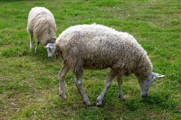 two white sheep graze on pasture