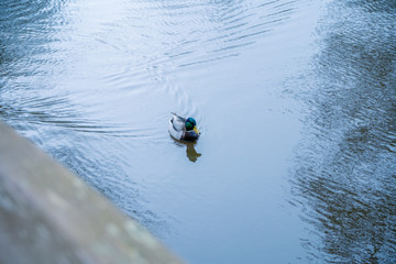 Duck swimming