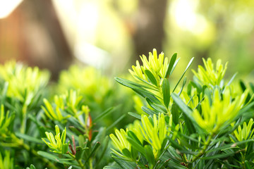 Wall Mural - The Green  leaves of the tree in the garden