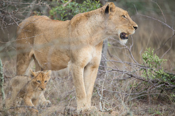 Wall Mural - Lion pride with tiny little cubs