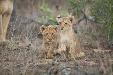 Wall Mural - Lion pride with tiny little cubs
