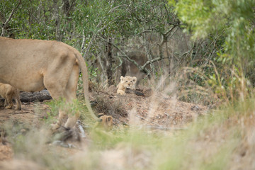 Wall Mural - Lion pride with tiny little cubs