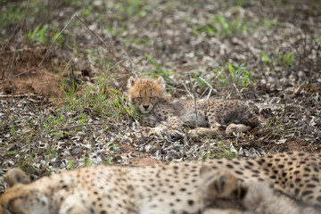 Wall Mural - Cheetah mother with small cubs still suckling