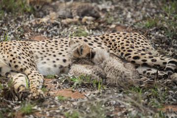 Wall Mural - Cheetah mother with small cubs still suckling