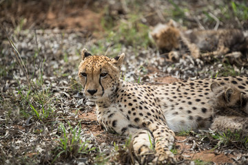 Wall Mural - Cheetah mother with small cubs still suckling
