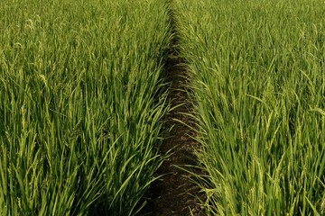 green paddy plant in the field