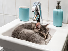 Cat Sleeping In Sink