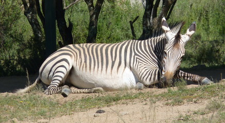 Wall Mural - Bergzebra P1140828 pano