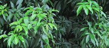 Green Background Of Thickets With Dense Lush Foliage Of A Tree