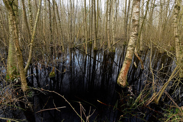 Wall Mural - Bruchwald am Rande des Venner Moor bei Münster - Carr in Germay