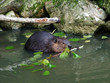 North American beaver (Castor canadensis), Der Kanadische Biber oder Amerikanische Biber or Kanadski bober - Zoo Ljubljana (Živalski vrt Ljubljana), Slovenia (Slovenija)